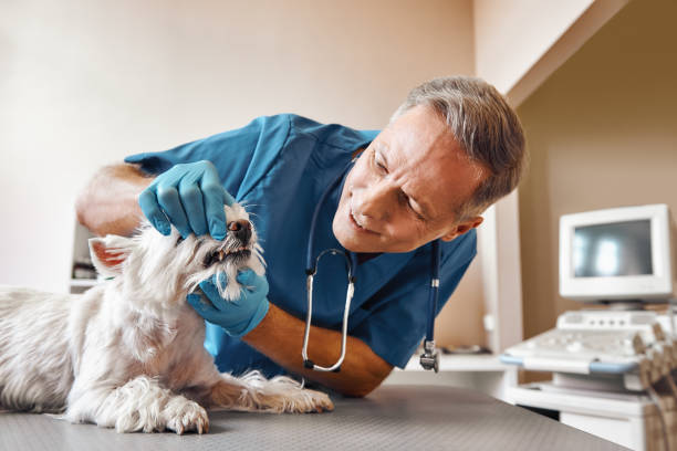Best Emergency Dental Care for Trauma or Injury in Garretson, SD